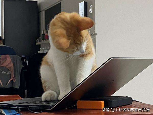 一隻想努力提高文化底蘊的貓