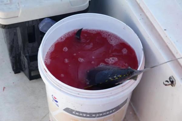 野奢不被鄙視？問問那些愛釣魚的老孩子們，他們有活蹦亂跳的經驗