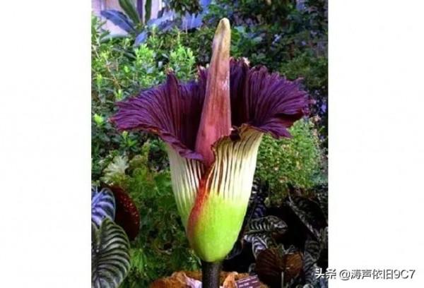 世界十大最稀有的花：