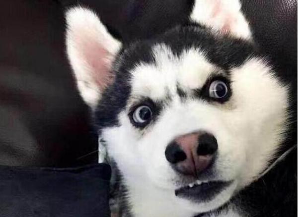 哈士奇鼻子不黑怎麼回事？6個原因告訴你，請做好預防