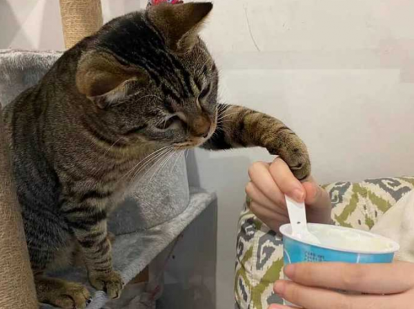 養貓必須知道的十條冷知識!看看你瞭解多少 養貓必須知道的十條冷知識!看看你瞭解多少