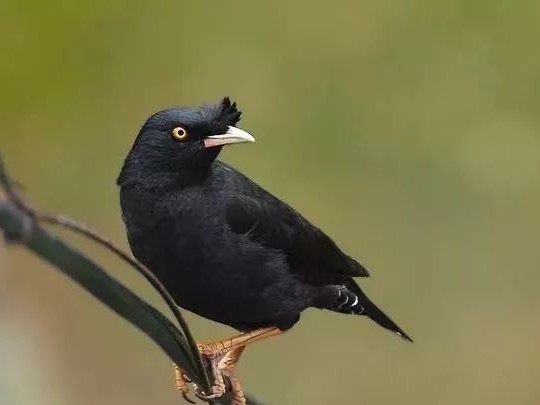 對不起，小八哥鳥崽崽，我沒能將你放飛