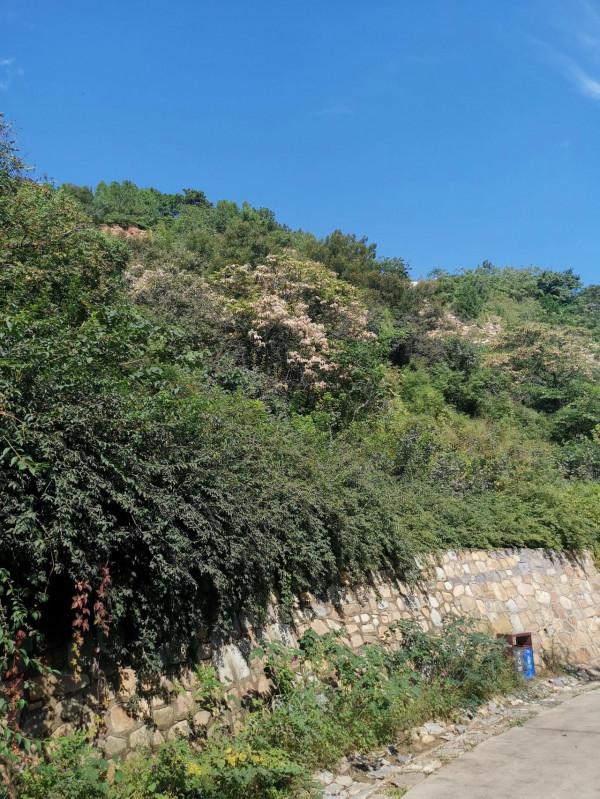 中秋前夕遊北京西山國家森林公園