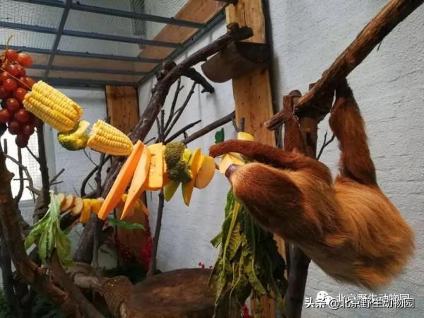 絕美的秋色，動物朋友們都陶醉了