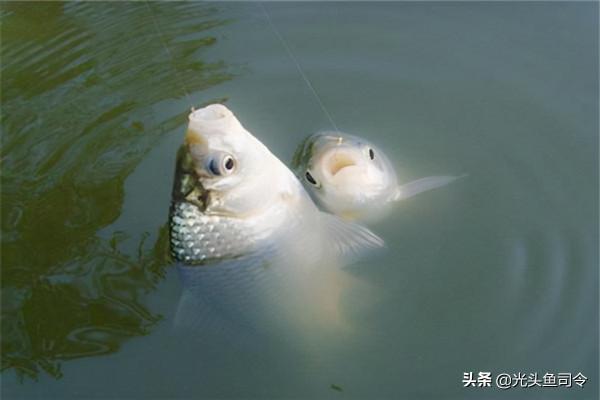 農業部新規:12月1日起,一線一鉤、路亞等可以使用?別高興太早 農業部新規:12月1日起,一線一鉤、路亞等可以使用?別高興太早