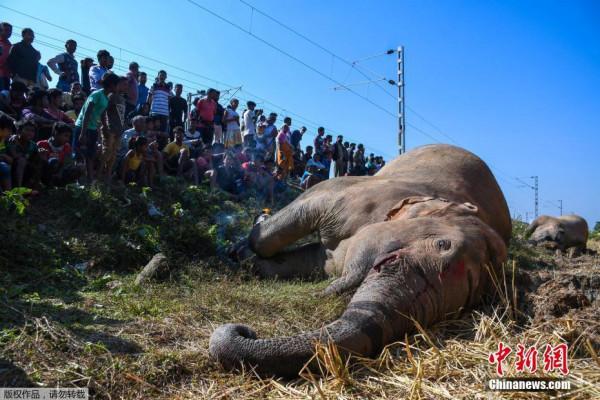 印度兩頭野生大象誤入鐵軌與火車相撞身亡
