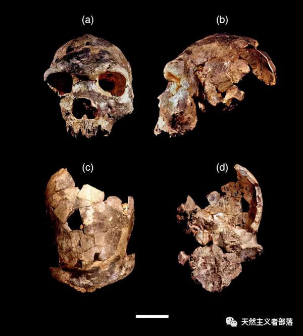 博多人——命名人類祖先的新物種