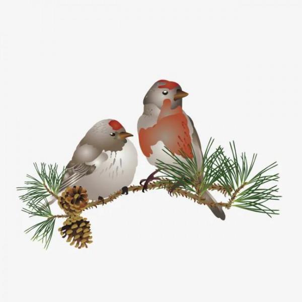 60多張雙比翼鳥圖欣賞