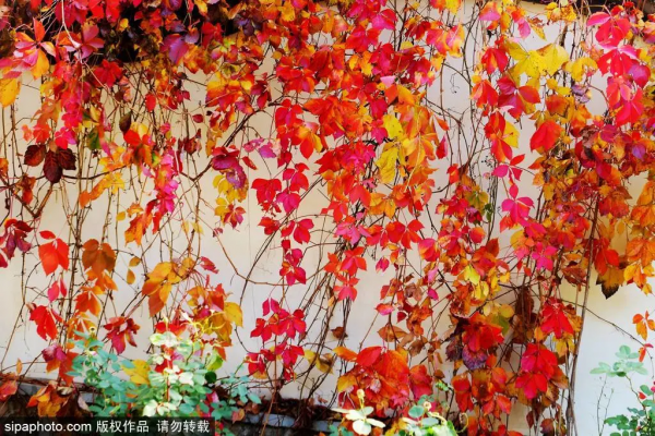 部分免費！北京賞秋“價效比”最高選擇都在這兒了！