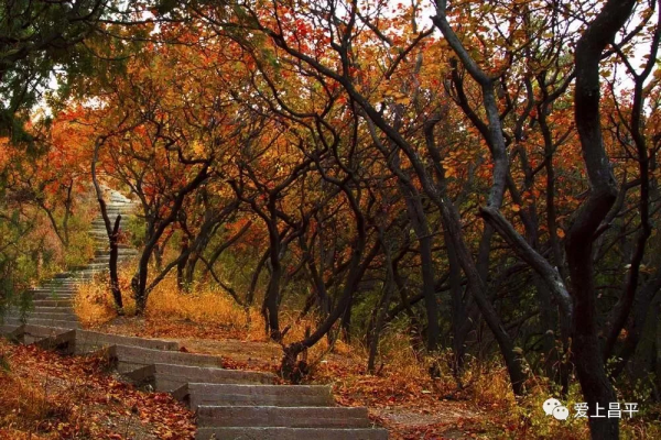 氣溫驟降,昌平這6個賞紅葉地即將登場,提前收藏 氣溫驟降,昌平這6個賞紅葉地即將登場,提前收藏