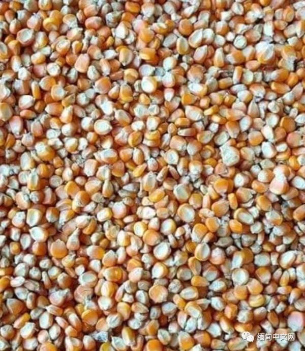 等了半年就為這一天，緬甸大量運玉米的貨車在泰國口岸排起了長龍