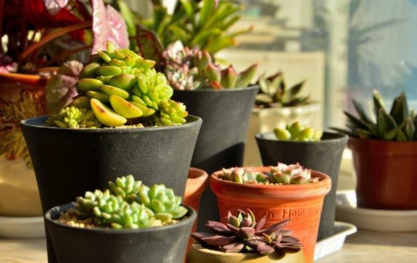 “吸財”多肉筒葉花月,該如何養好?牢記4點,輕鬆上色出狀態 “吸財”多肉筒葉花月,該如何養好?牢記4點,輕鬆上色出狀態