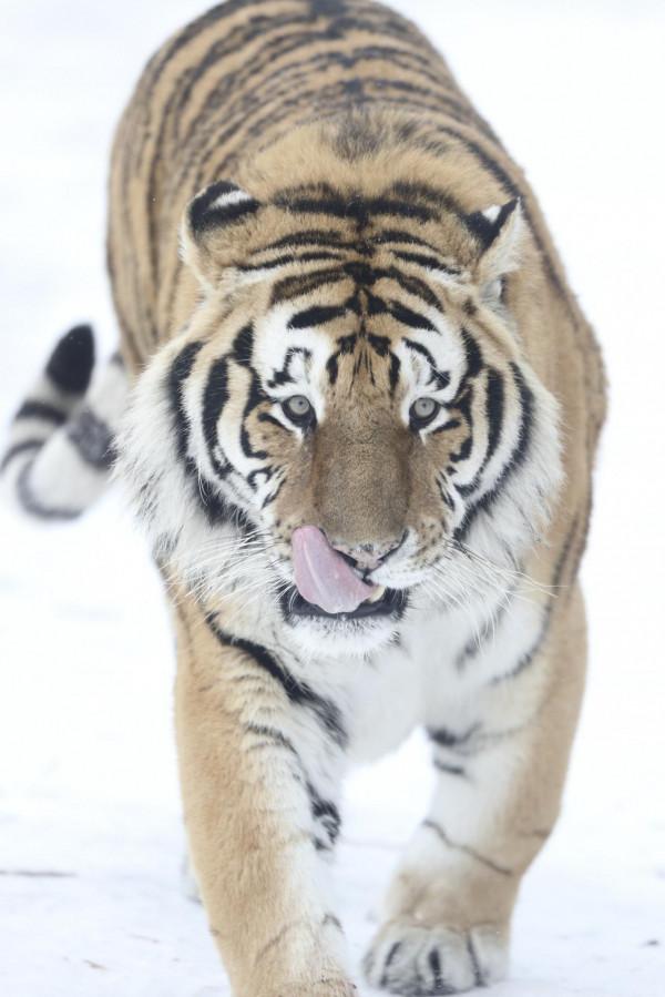 隆冬探訪東北虎