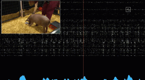 馬斯克的腦機介面技術能成功嗎？會對人類帶來什麼影響？