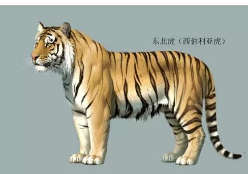 虎的九個亞種你都知道了麼