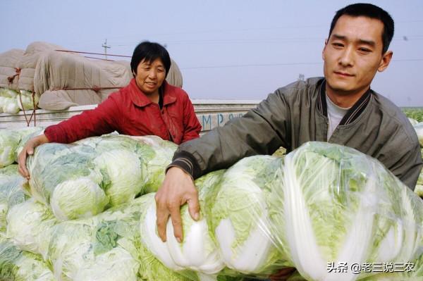 只要一把麥麩，解決白菜病蟲害問題！簡單3點，結球緊實，品質好