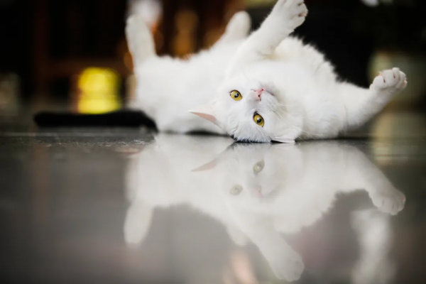 建設藍星,喵來幫忙 建設藍星,喵來幫忙