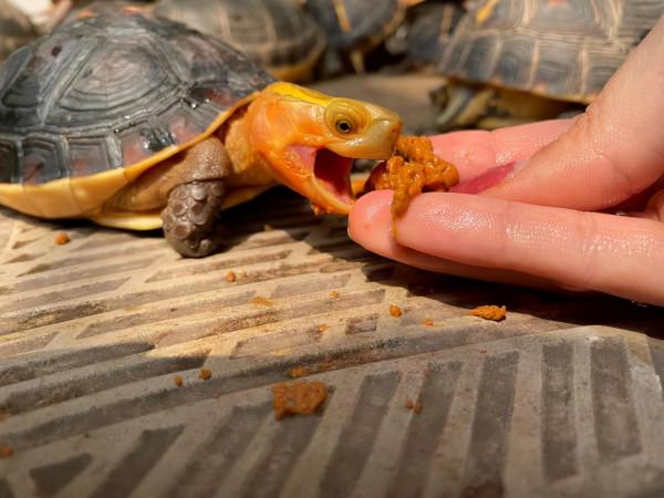 新手養烏龜應該注意什麼？該怎麼養？