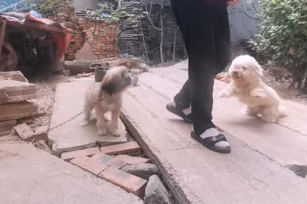 河南：小狗擾民全賣狗販，狗狗道別，大爺：價格隨便，都當送你了
