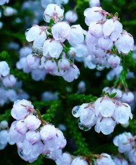 歐石楠,冒著大雪開花,還有香味,這種花不多吧 歐石楠,冒著大雪開花,還有香味,這種花不多吧