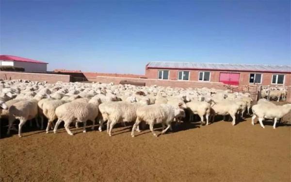 肉羊快速育肥 為羊肉熱賣做準備 肉羊快速育肥 為羊肉熱賣做準備