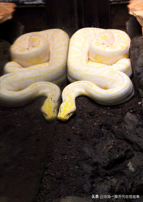 古代志怪故事：崔偉