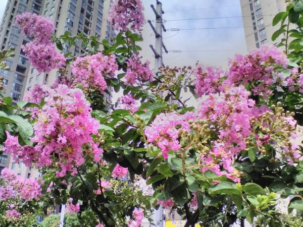 你喜歡紫薇花? 你喜歡紫薇花?