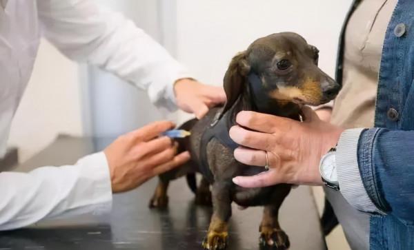 談寵物醫院如何留存人才