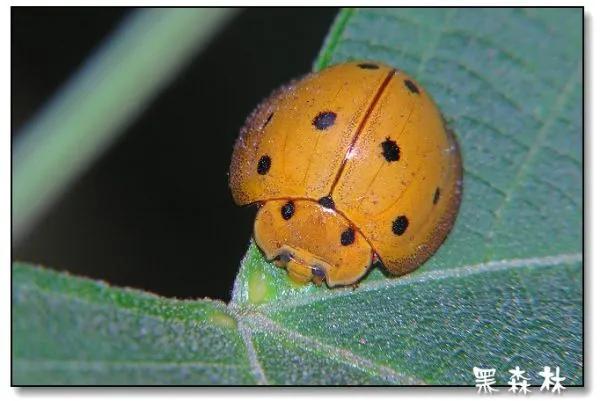 帶你看世界最大的瓢蟲