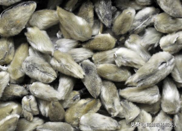 鼻癢、打噴嚏、流鼻涕 你是季節性鼻炎還是常年性鼻炎？一文講清楚