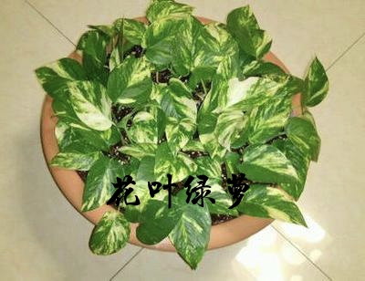 為什麼很多人養花養不活