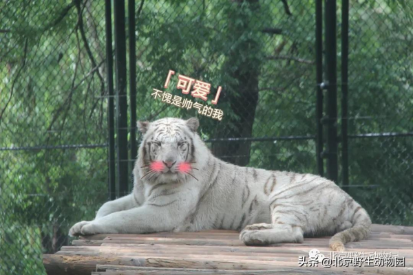 歡樂動物園｜萌化人心的表情包來啦