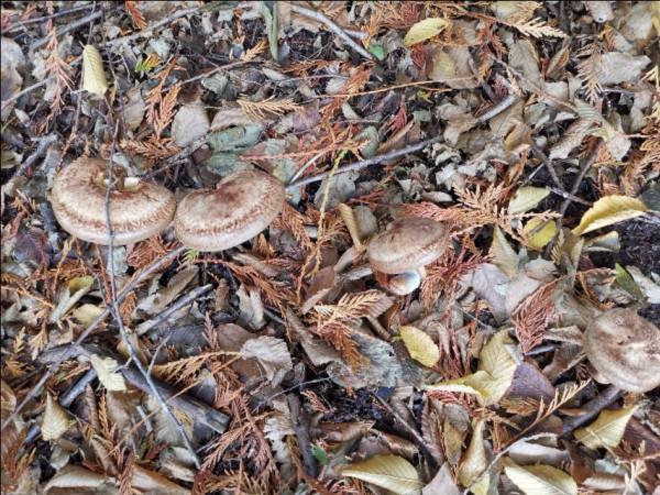 關於二手店和一副麻將 關於二手店和一副麻將