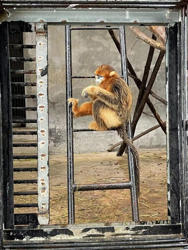 如果賞雪有段位，火烈鳥在青銅，那麼孔雀就是王者