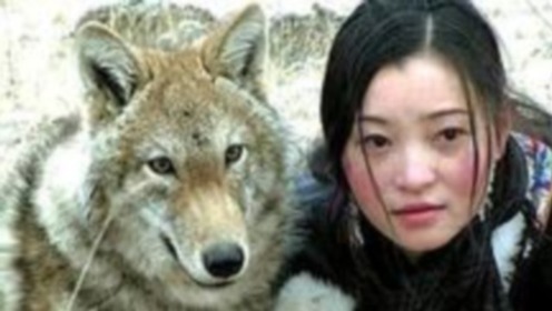 十年前成都女孩收養了一隻小狼,放生時,她告訴小狼:離人類遠點 十年前成都女孩收養了一隻小狼,放生時,她告訴小狼:離人類遠點