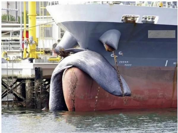 20張活久見照片，看完漲知識