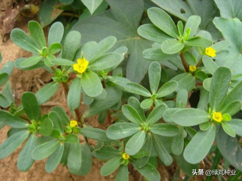 馬齒莧和太陽花的區別有哪些