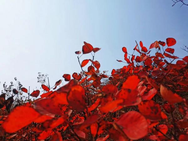 太喜歡秋天啦，帶你看紅葉奇觀