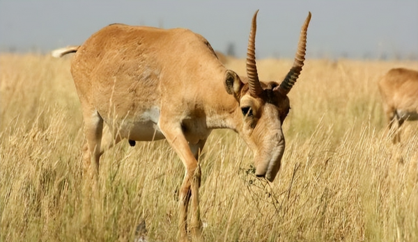 我國永久消失的23種野生動物,僅剩下標本,它們消亡於人類的貪慾 我國永久消失的23種野生動物,僅剩下標本,它們消亡於人類的貪慾