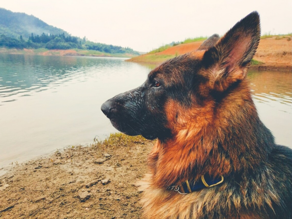 狗界公認“無攻擊性”的幾種狗,城市也能放心養 狗界公認“無攻擊性”的幾種狗,城市也能放心養