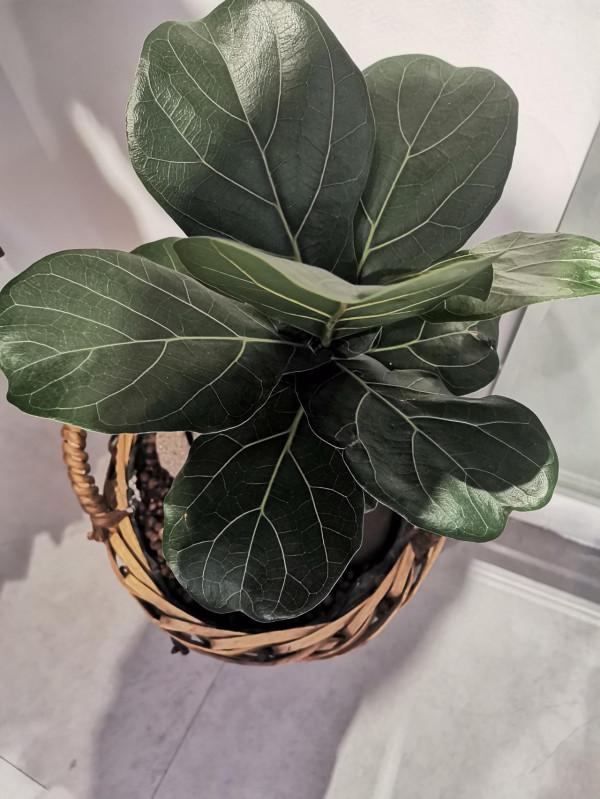 過年這些東西別浪費，養花種草好幫手