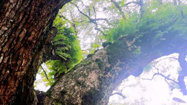 建陽古城:一座被埋沒在歷史煙塵中的古城,它的選址非常有代表性 建陽古城:一座被埋沒在歷史煙塵中的古城,它的選址非常有代表性