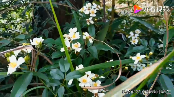 爺爺喜歡用“小果薔薇”煮水泡腳,這有啥妙用,囑咐要幫忙摘點 爺爺喜歡用“小果薔薇”煮水泡腳,這有啥妙用,囑咐要幫忙摘點