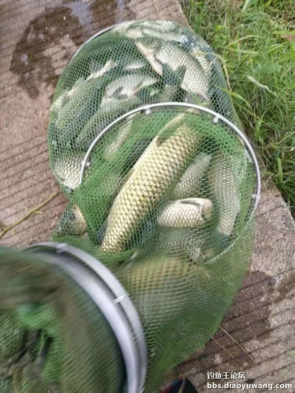 單開腥香，板鯽連竿