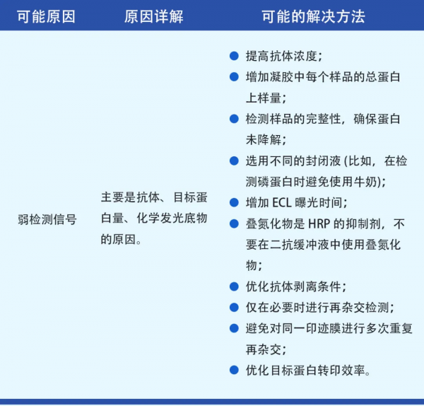天能VE-586丨Western Blot蛋白免疫印跡常見問題