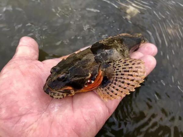 釣到這16種魚要注意!它們很容易看錯,一不小心就惹禍上身 釣到這16種魚要注意!它們很容易看錯,一不小心就惹禍上身