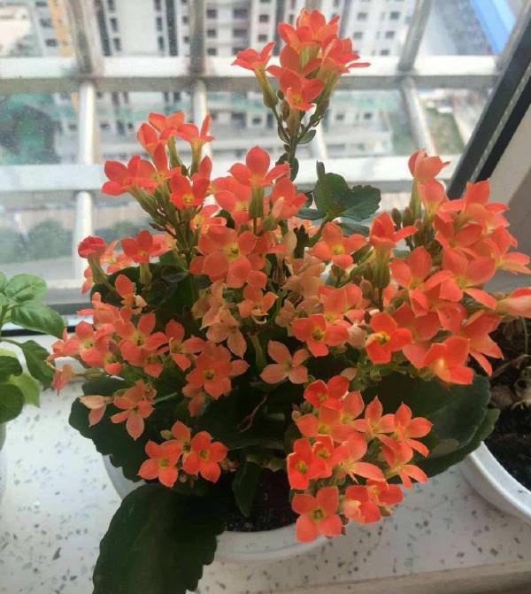 六種漂亮花，越“冷”越開花，吉祥又大氣，建議養一盆