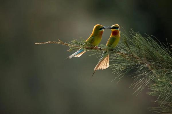 “中國最美小鳥”到底有多美？