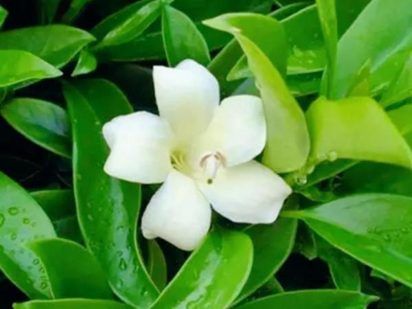 哪些花和樹是花商給起的名？個個好聽，但也有較隱蔽的“欺騙性”