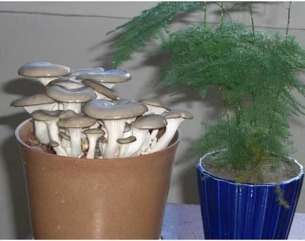 3分鐘學會盆栽“蘑菇”，只要一個“菌包”，噴一噴水能吃3個月